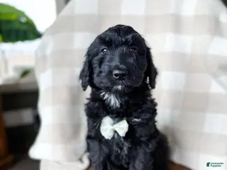 Aussiedoodle dogs Jett - Ad 25