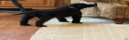 Labrador Retriever dogs for sale: Carly  - Ad 3