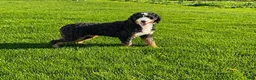 Mini Bernedoodle dogs for sale: Rodger - Ad 6