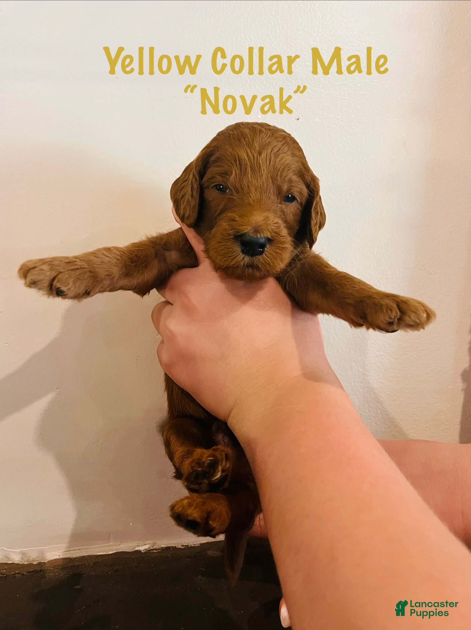 Irish Doodle dogs Yellow Collar - “Novak” - Ad 2