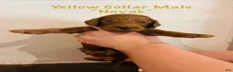 Irish Doodle dogs for sale: Yellow Collar - “Novak” - Ad 2
