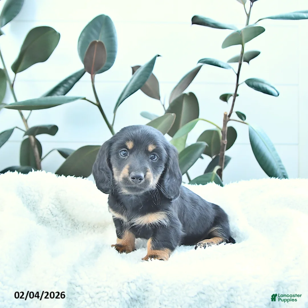 Miniature Dachshund dogs for sale: Wallace - Ad 3