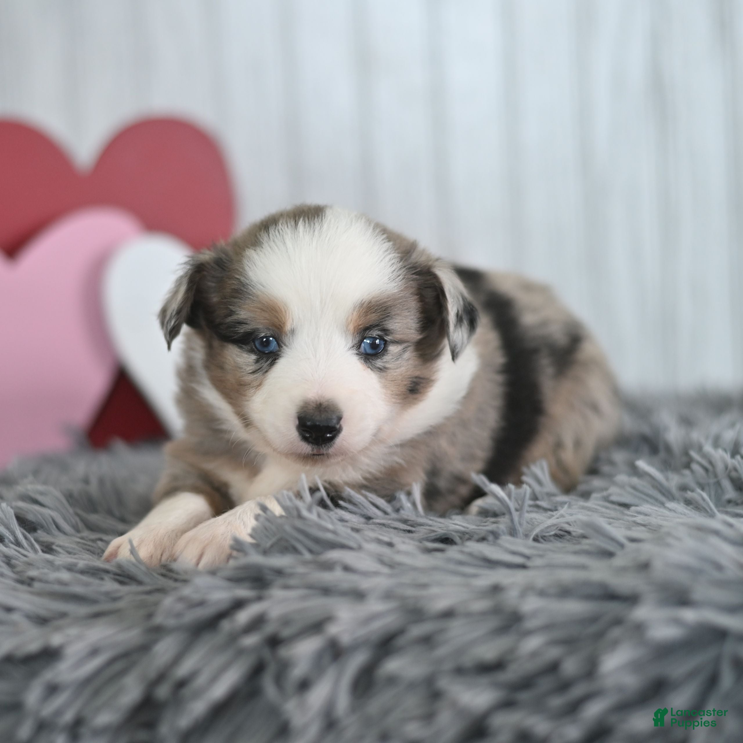 Miniature Australian Shepherd dogs Cinnamon  - Ad 2