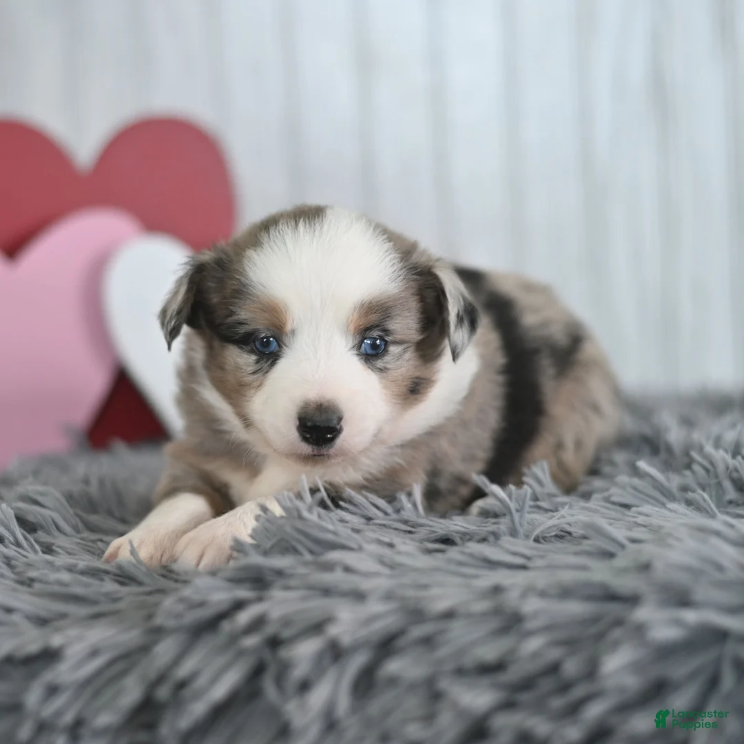 Miniature Australian Shepherd dogs for sale: Cinnamon  - Ad 2