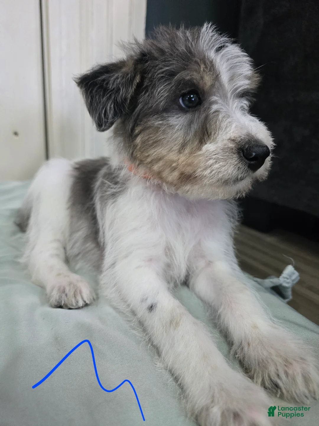 Mixed Breed dogs for sale: Orange Collar - Ad 1
