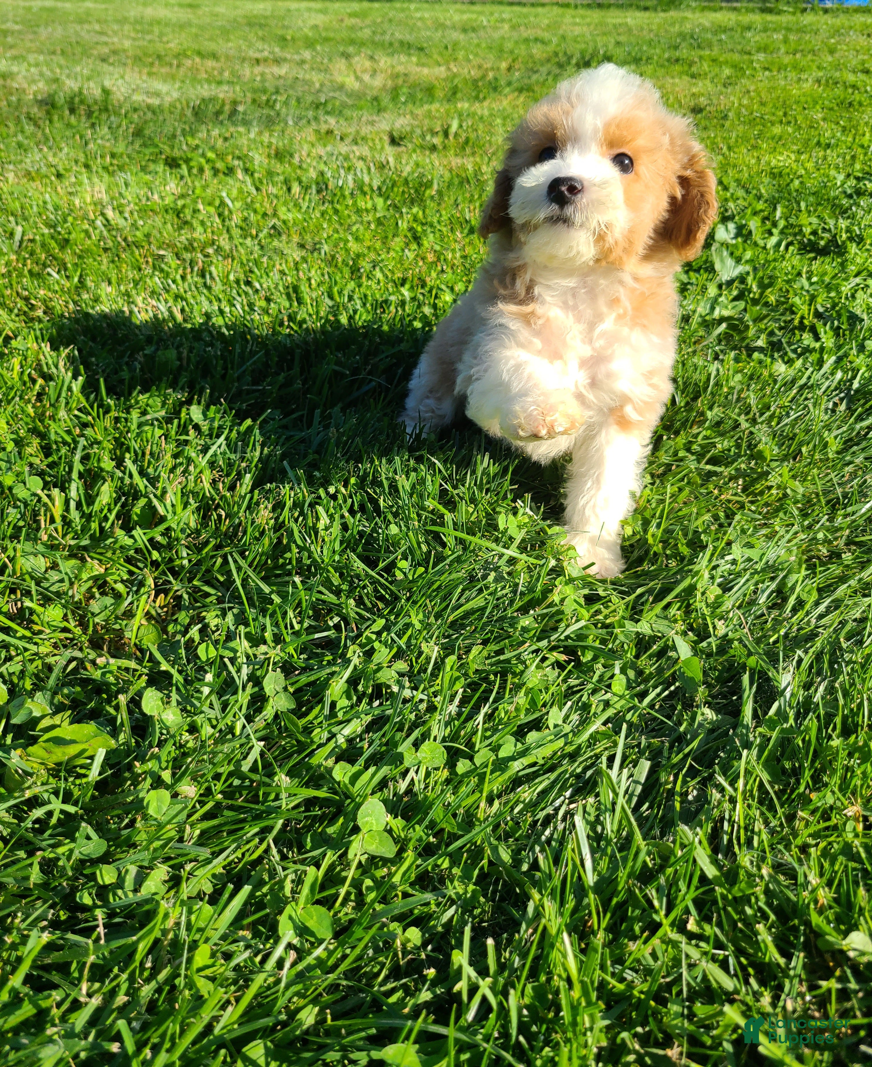 Bichpoo dogs Pinto - Ad 2