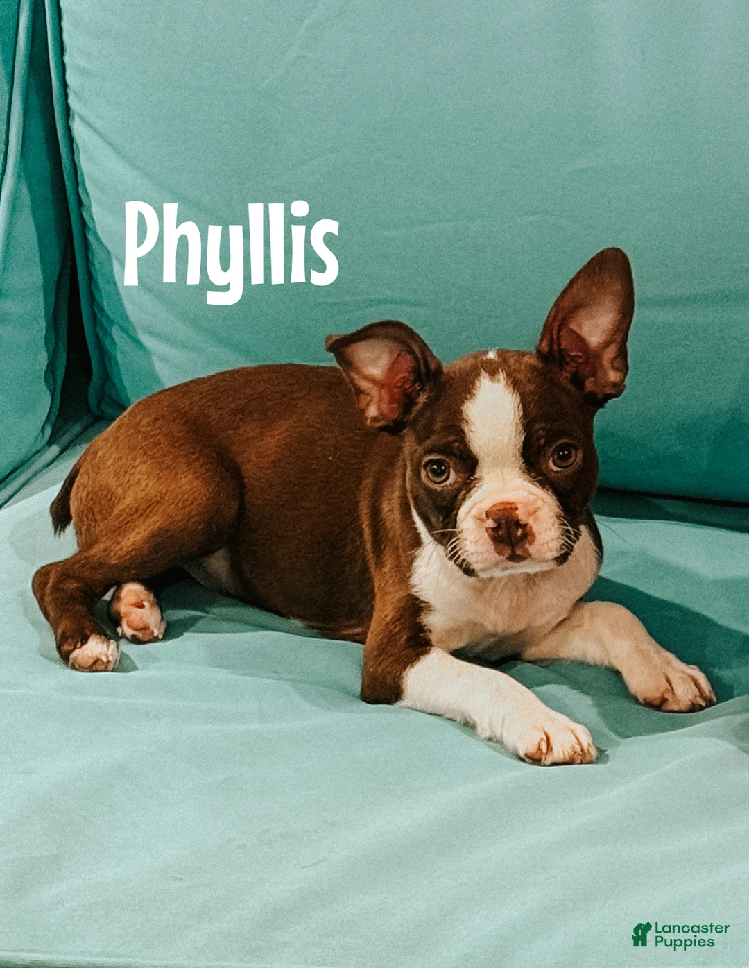 Mixed Breed dogs for sale: Phoenix - Ad 2