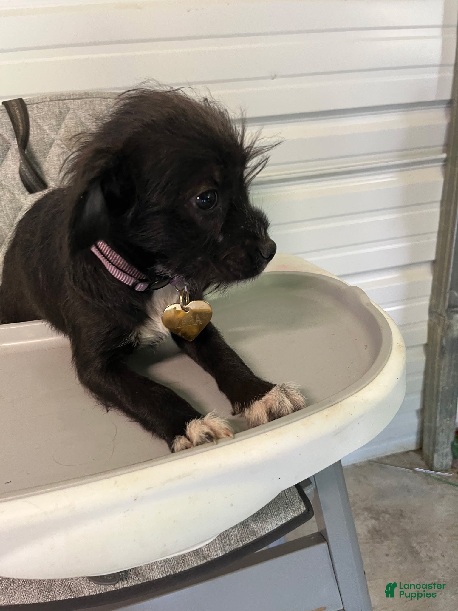 Chipoo dogs Zaro - Ad 1