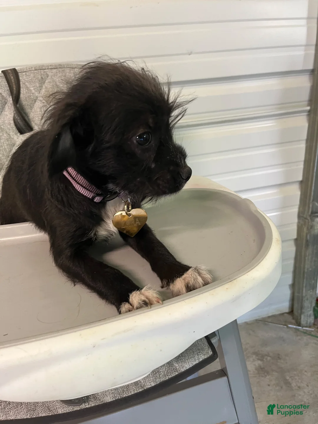 Chipoo dogs for sale: Zaro - Ad 1