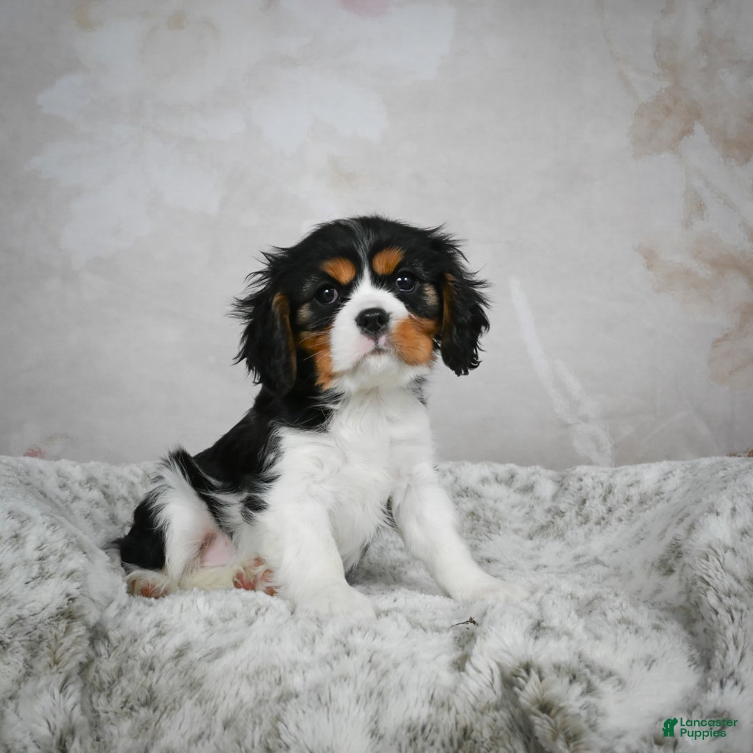 Cavalier King Charles Spaniel dogs for sale: Lincoln - Ad 13
