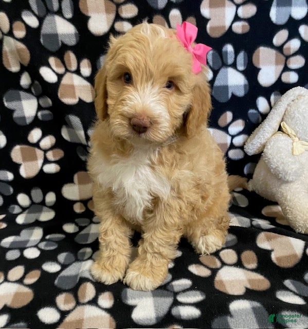 Goldendoodle dogs Mandy- genetic clear parents - Ad 1