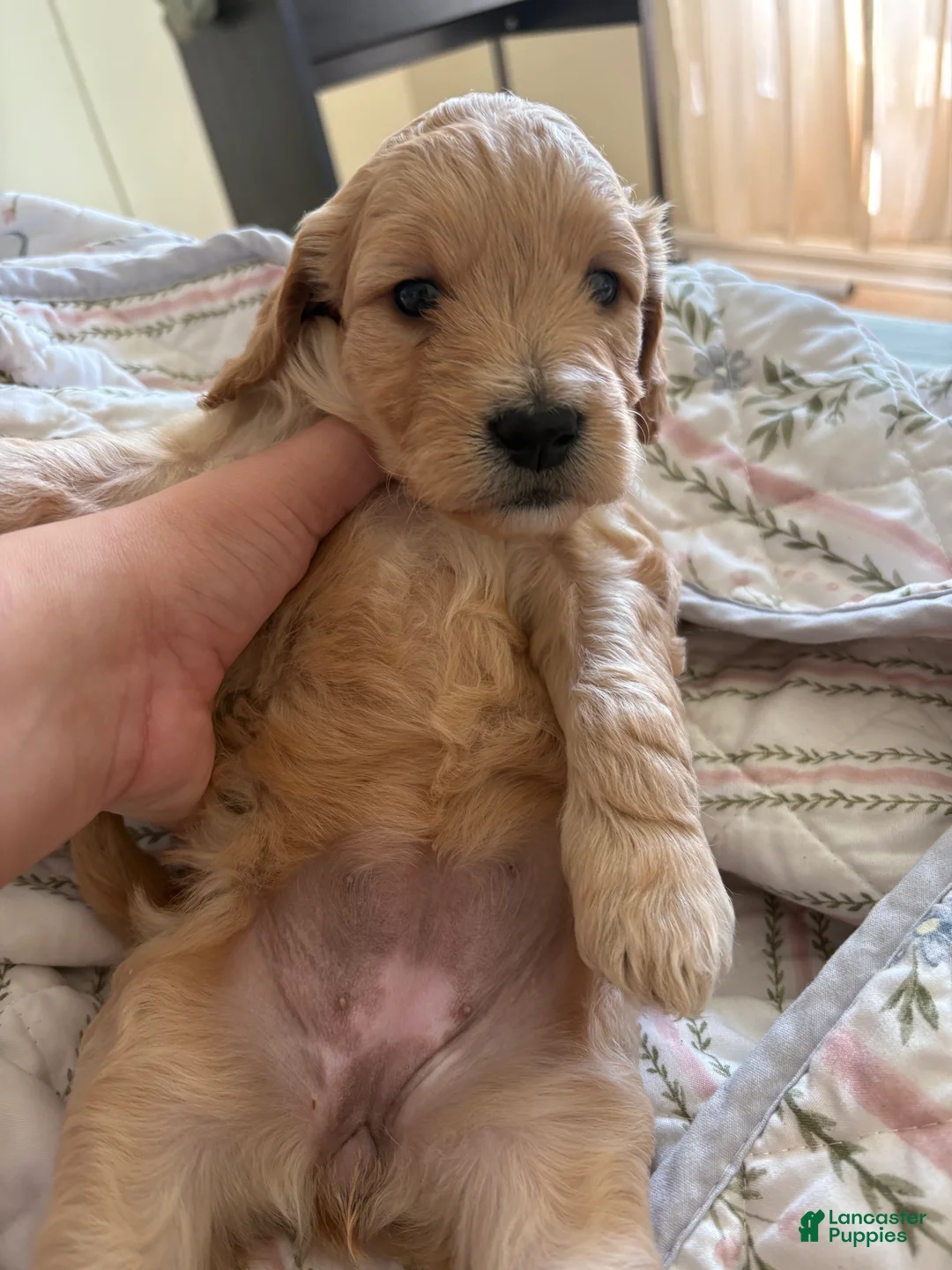 Mini Goldendoodle dogs for sale: Golden #1  - Ad 2