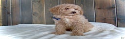 Mini Goldendoodle dogs for sale: Rusty - Ad 13