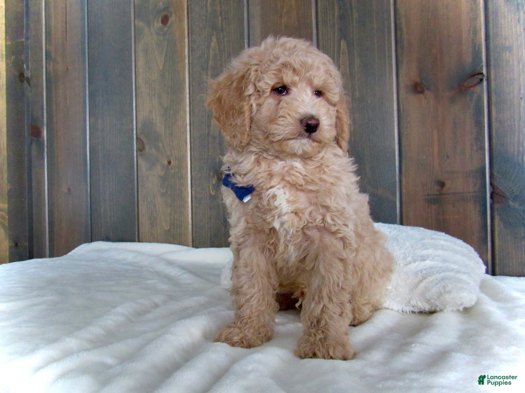 Mini Goldendoodle dogs for sale: Rusty - Ad 13
