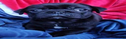 Pug dogs for sale: JD - Ad 2