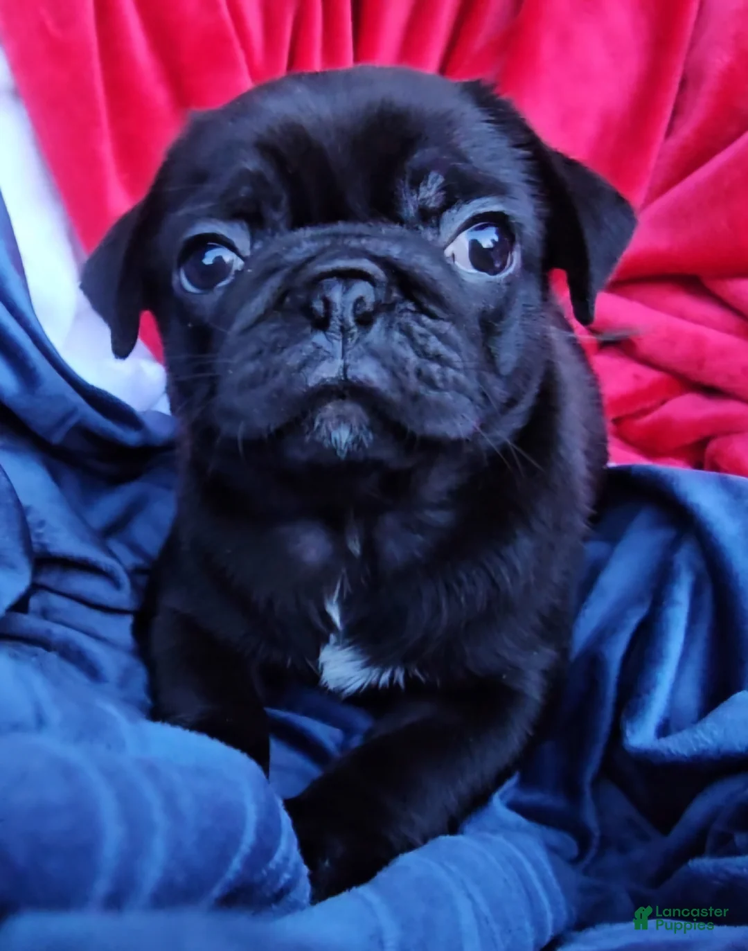 Pug dogs for sale: JD - Ad 2