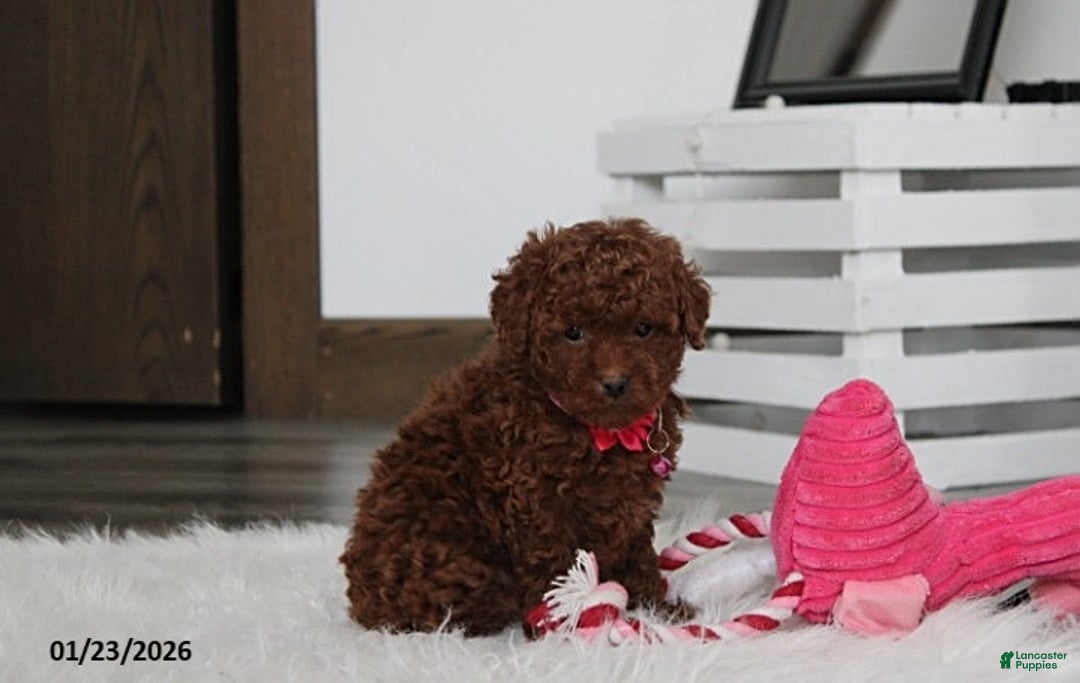 Toy Poodle dogs for sale: Abby - Ad 5