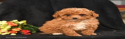 Miniature Poodle dogs for sale: Snuggles   - Ad 1