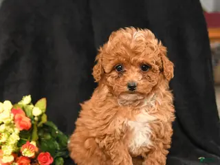 Miniature Poodle dogs Snuggles - Ad 34