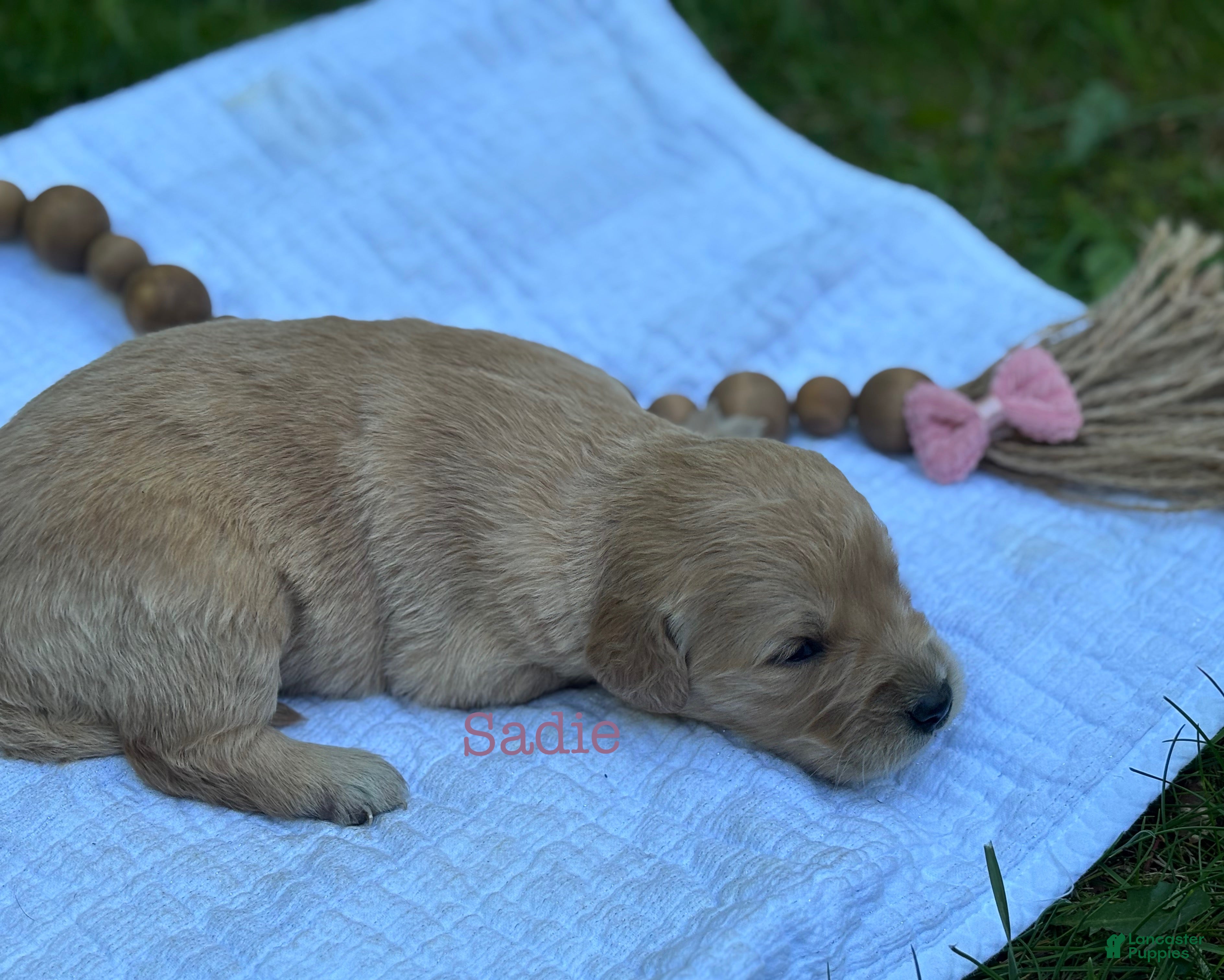 Golden Retriever dogs Sadie - Ad 1