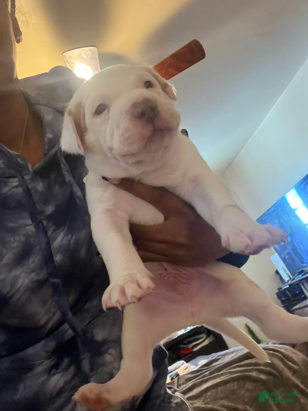 American Bully dogs for sale: American Bully Puppy 2 - Ad 1