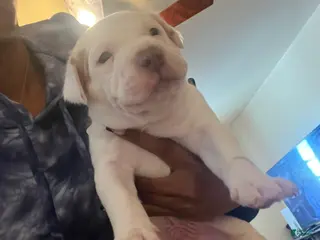 American Bully dogs for sale: American Bully Puppy 2 - Ad 1