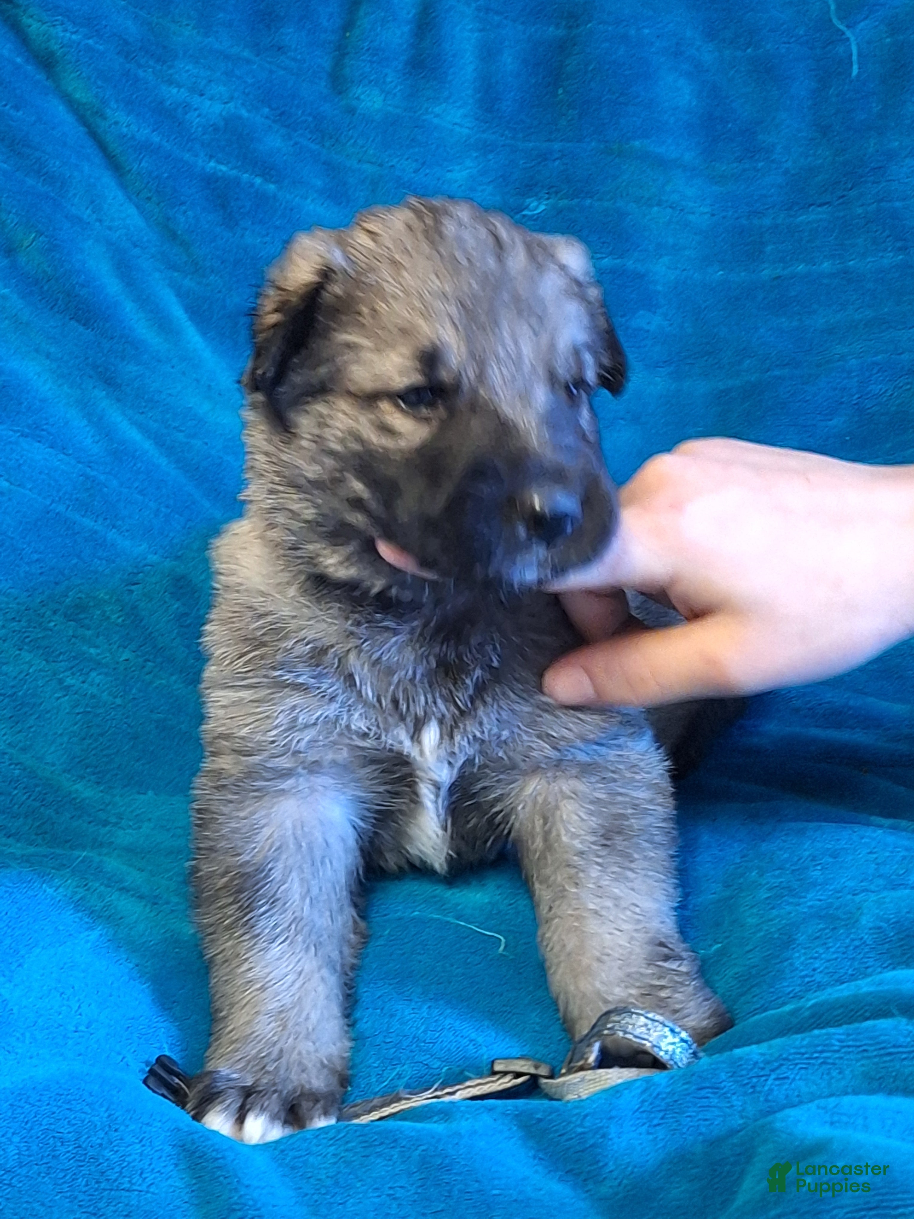 German Shepherd dogs ARCHER  Silver sable male pup! - Ad 1