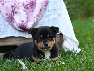 Mixed Breed dogs - Ad 10