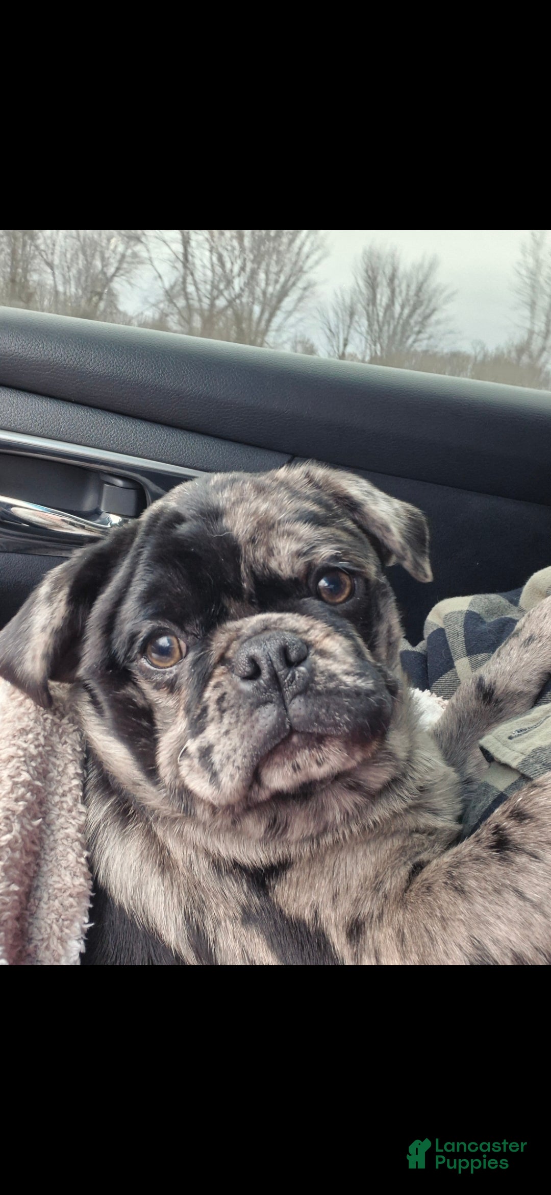 Pug dogs for sale: Pug Puppy 1 - Ad 1