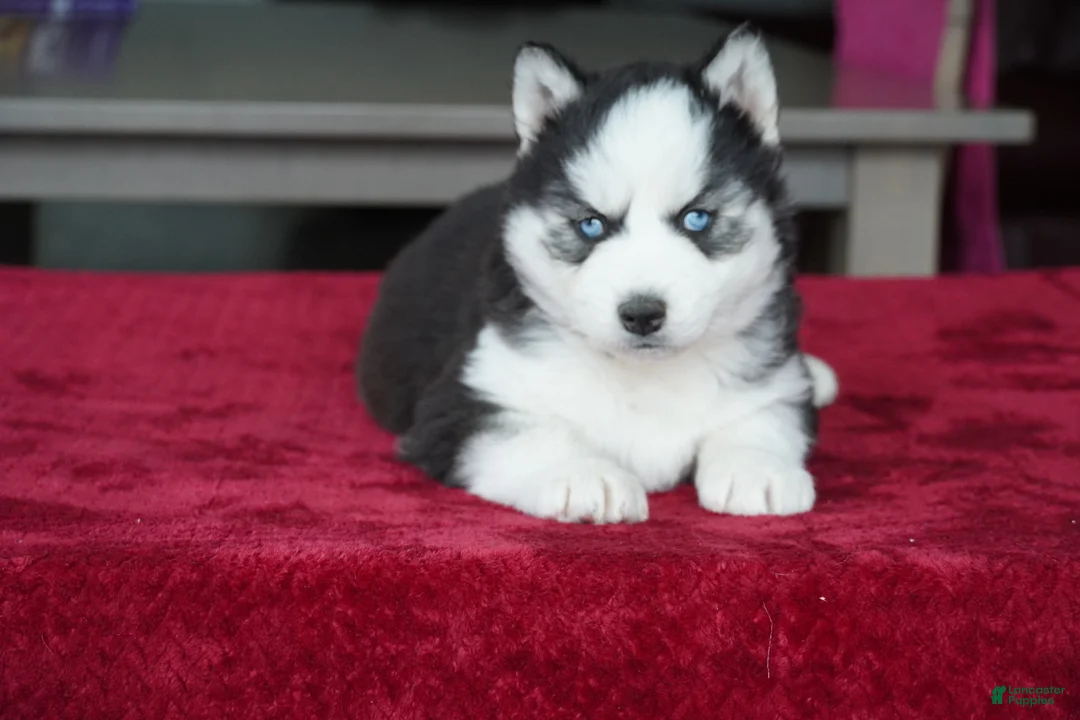 Siberian Husky dogs for sale: Rocky - Ad 2