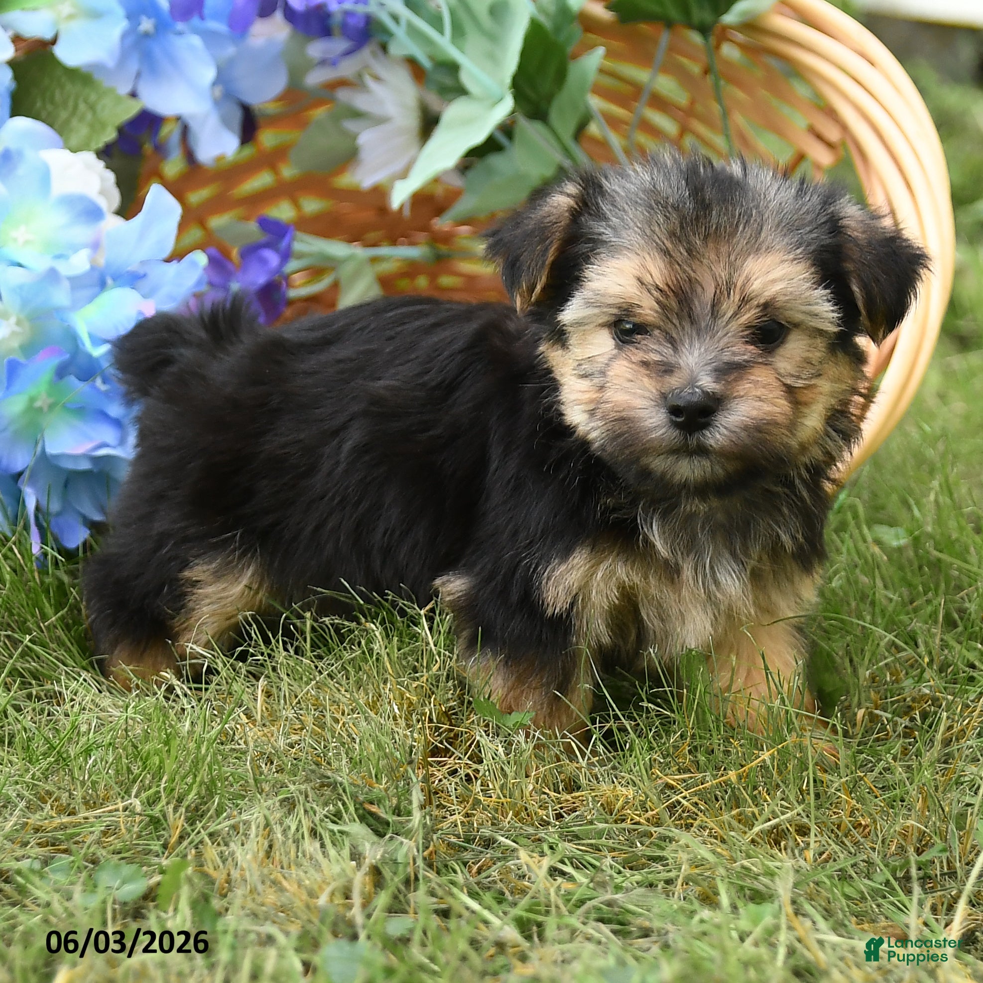 Morkie dogs for sale: Champ  - Ad 4