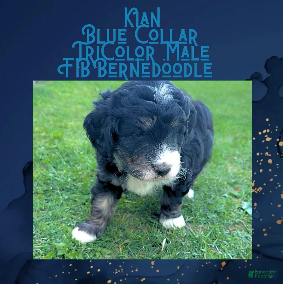 Mini Bernedoodle dogs for sale: Kian “Blue Collar” Male - Ad 24