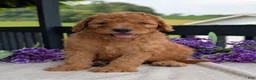 Goldendoodle dogs for sale: Archie  - Ad 3