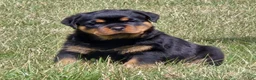 Rottweiler dogs for sale: Mr Big Bro - Ad 2