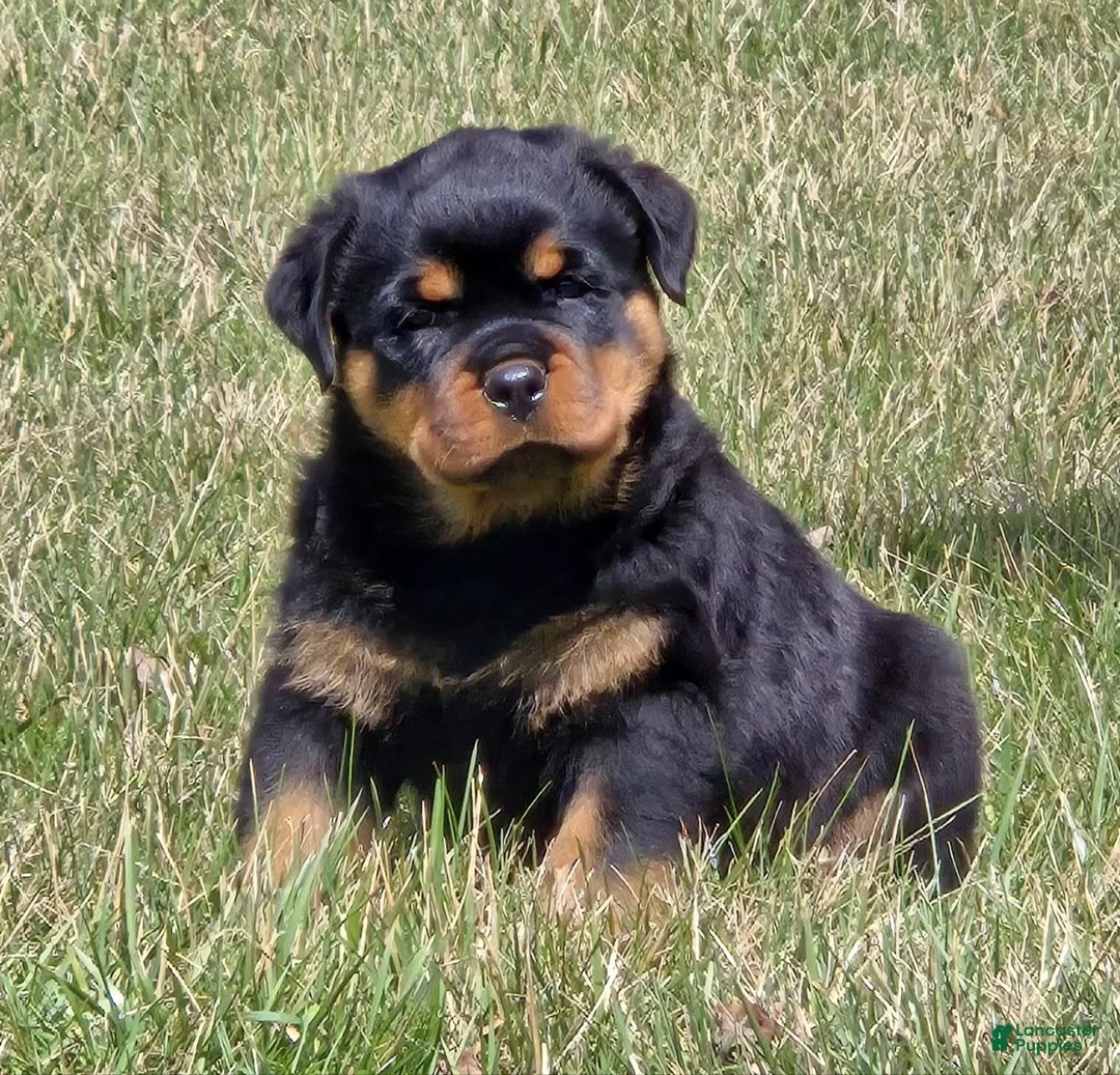 Rottweiler dogs for sale: Mr Big Bro - Ad 2