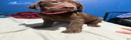 Labrador Retriever dogs for sale: Labrador Retriever 7 - Ad 2