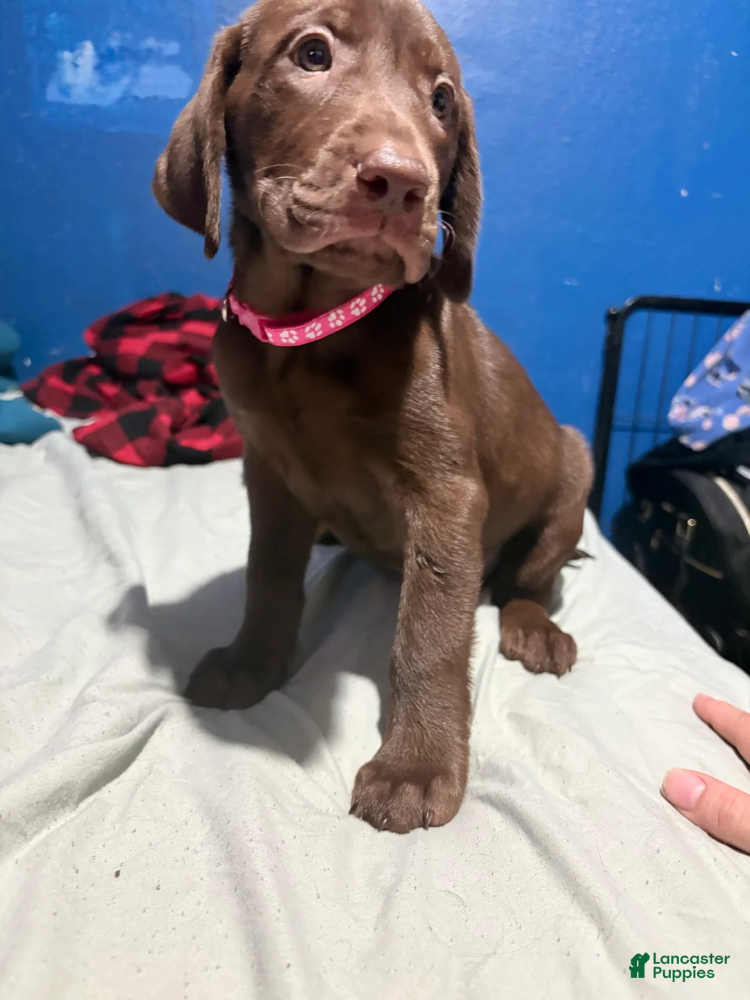 Labrador Retriever dogs for sale: Labrador Retriever 7 - Ad 2