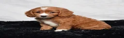 Cavapoo dogs for sale: Warrior - Ad 4