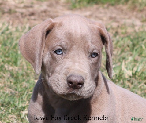 Great Dane dogs Hope - Ad 1