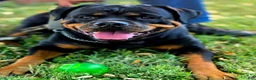 Rottweiler dogs for sale: Scarlett - Ad 7