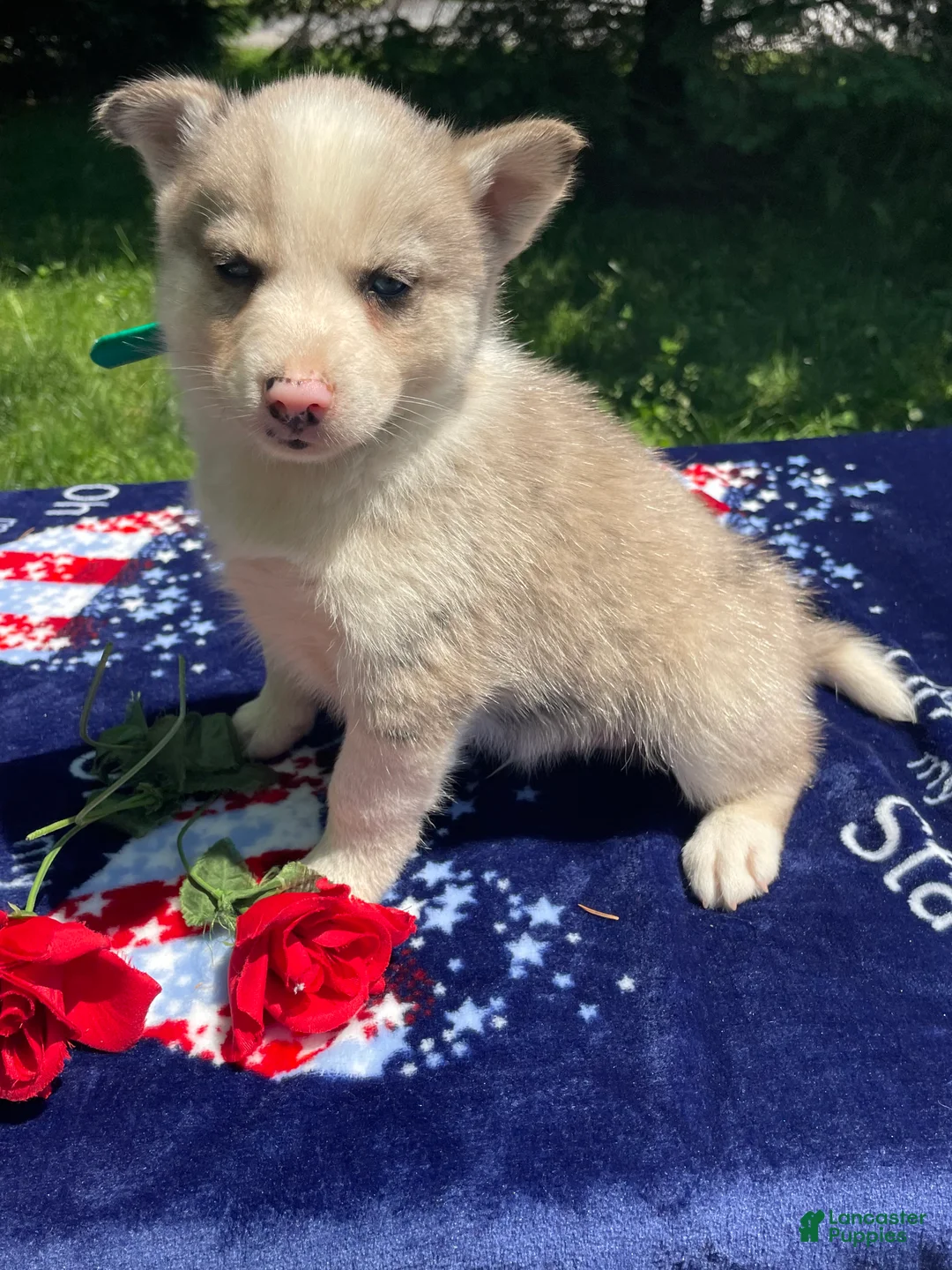 Pomsky dogs for sale: Mack - Ad 2