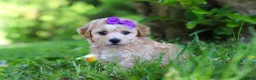 Havapoo dogs for sale: Hailey - Ad 5