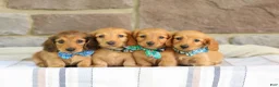 Miniature Dachshund dogs for sale: Ollie - Ad 5