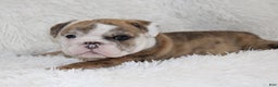 English Bulldog dogs for sale: Theo - Ad 8