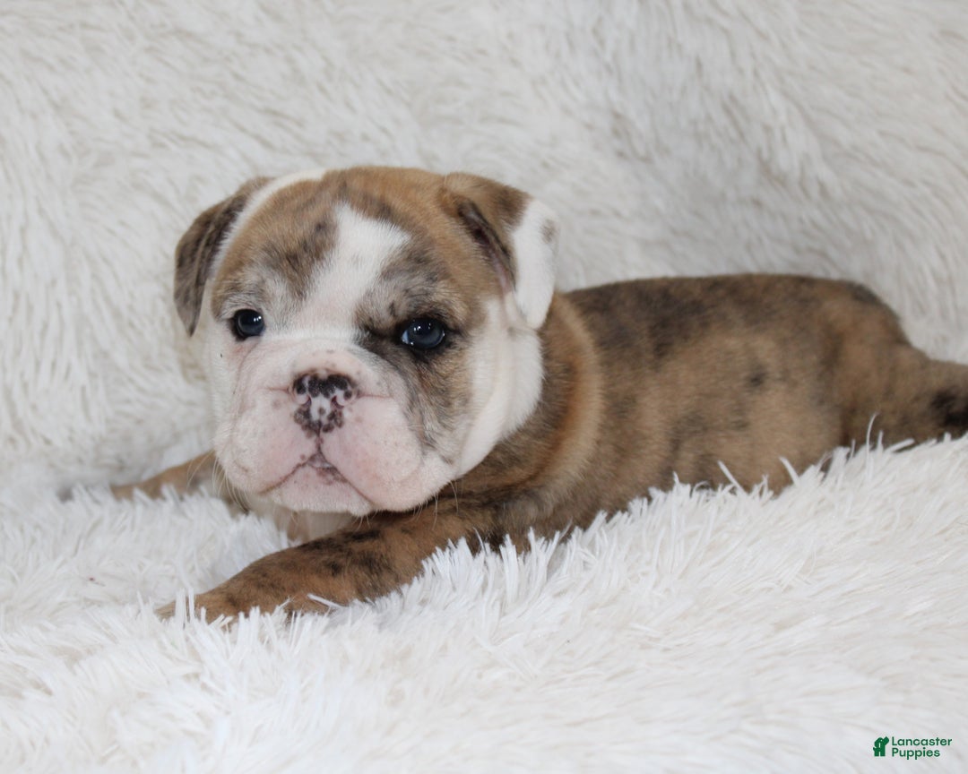 English Bulldog dogs for sale: Theo - Ad 8