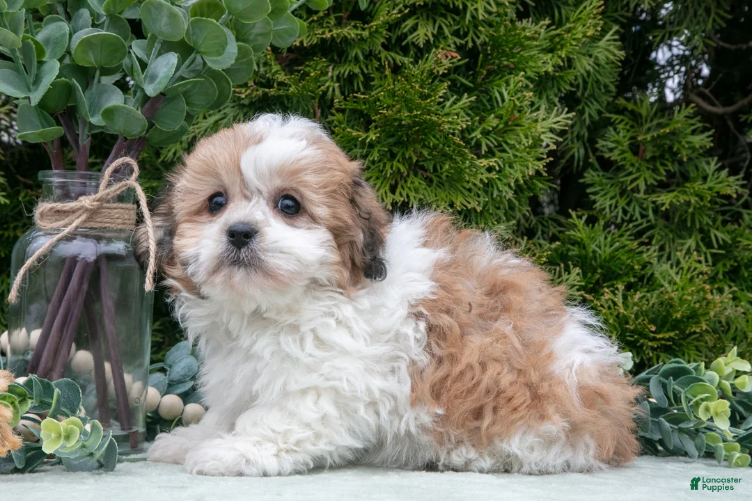 Teddy Bear dogs for sale: Dipper - Ad 1