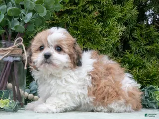 Teddy Bear dogs for sale: Dipper - Ad 1