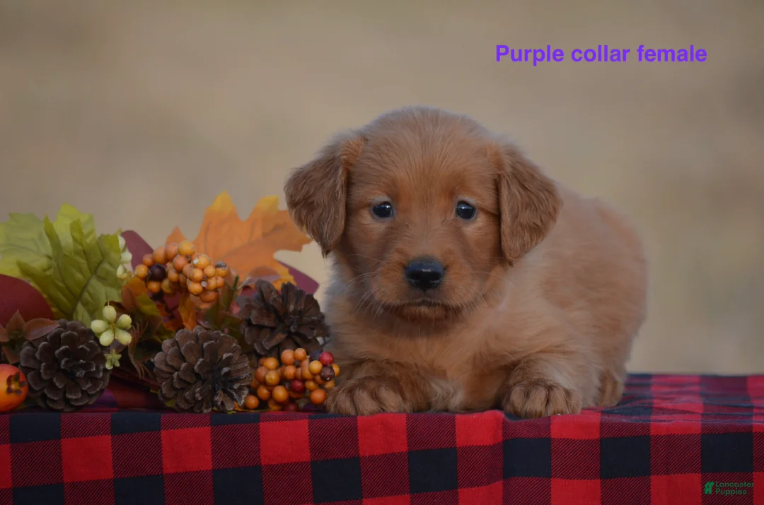 Golden Retriever dogs for sale: Kyler - Ad 1