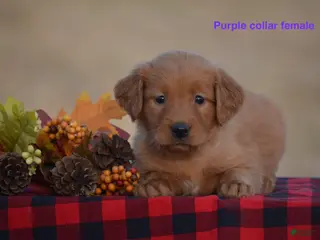 Golden Retriever dogs Kyler - Ad 18