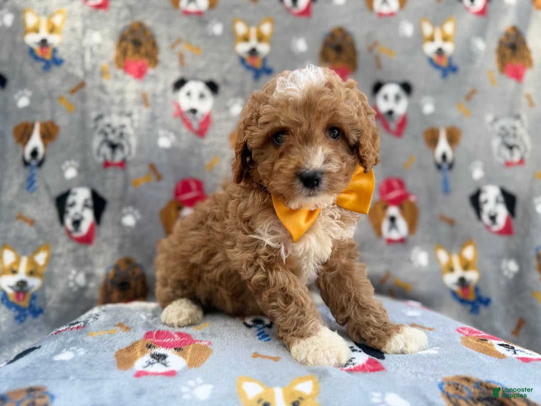 Cavapoo dogs for sale: Jag - Ad 7